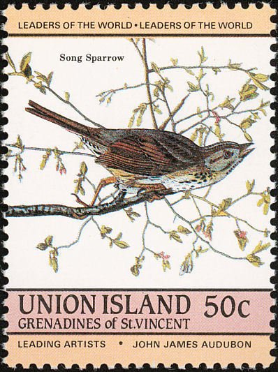 Song Sparrow (Melospiza melodia)