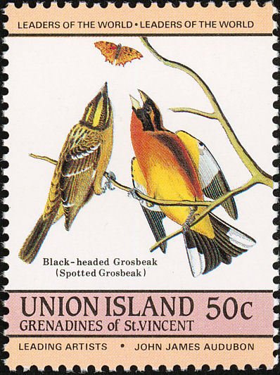 Black-headed Grosbeak (Pheucticus melanocephalus)