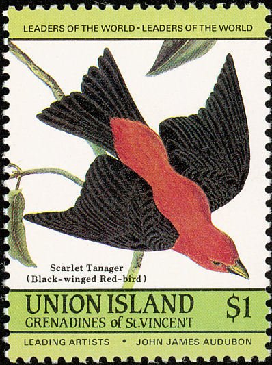Scarlet Tanager (Piranga olivacea)