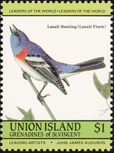 Lazuli Bunting (Passerina amoena)