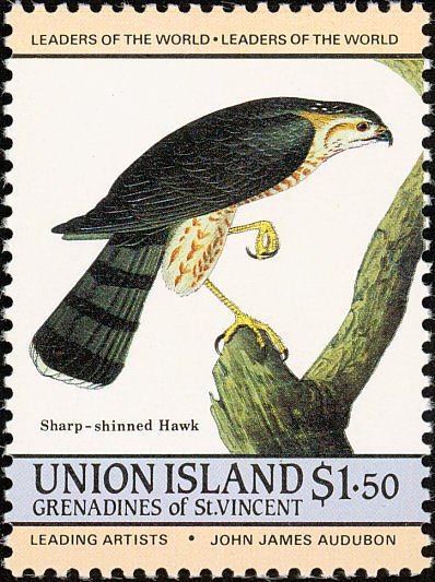 Sharp-shinned Hawk (Accipiter striatus)
