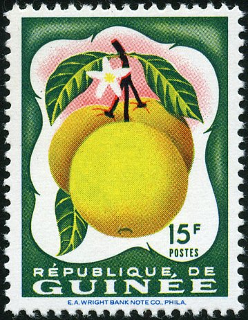 Grapefruit
