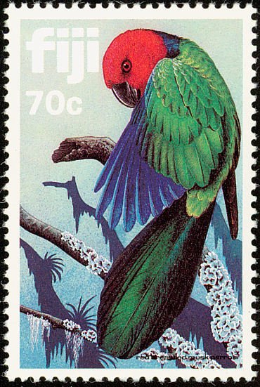 Red-breasted Musk Parrot (Prosopeia tabuensis) 