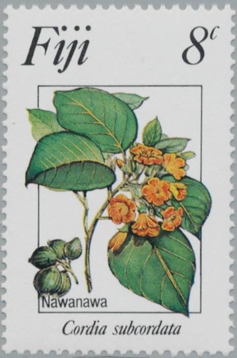 Cordia Subcordata