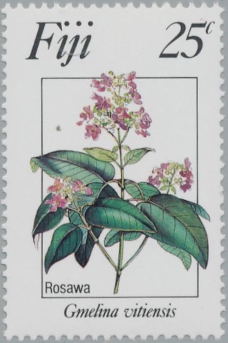 Gmelina Vitiensis