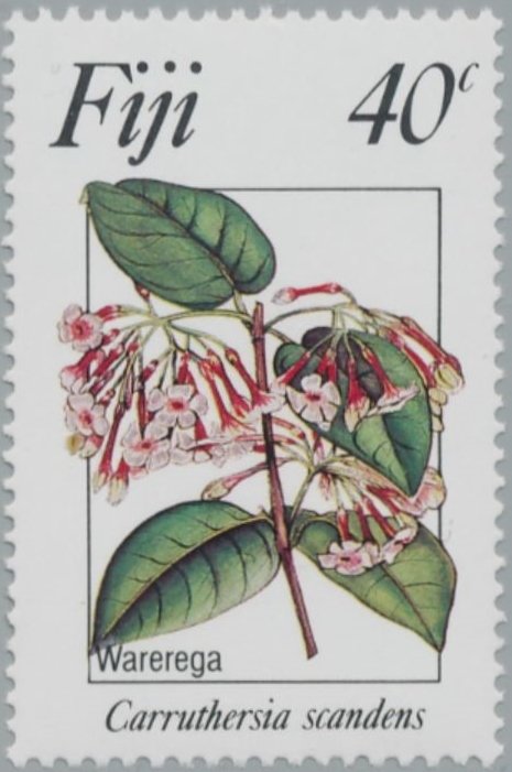 Carruthersia Scandens