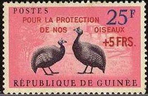 Helmeted Guineafowl (Numida meleagris)