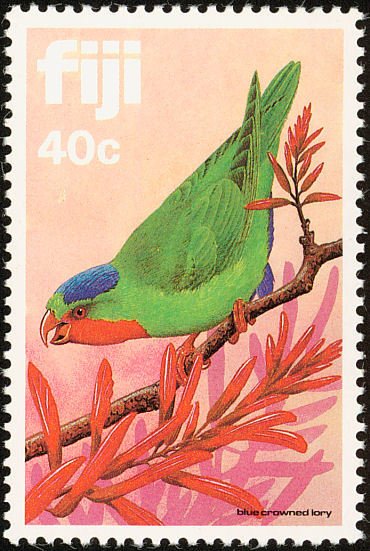 Blue-crowned Lorikeet (Vini australis)