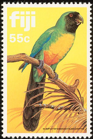 Sulphur-breasted Musk Parrot (Prosopeia personata)