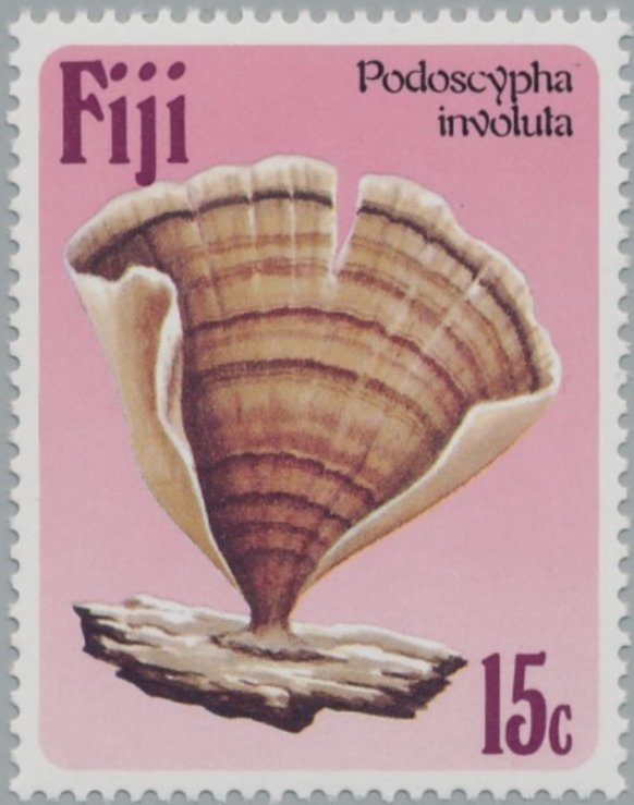 Podoscypha Involuta