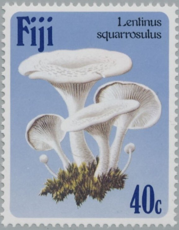 Lentinus Squarrosulus