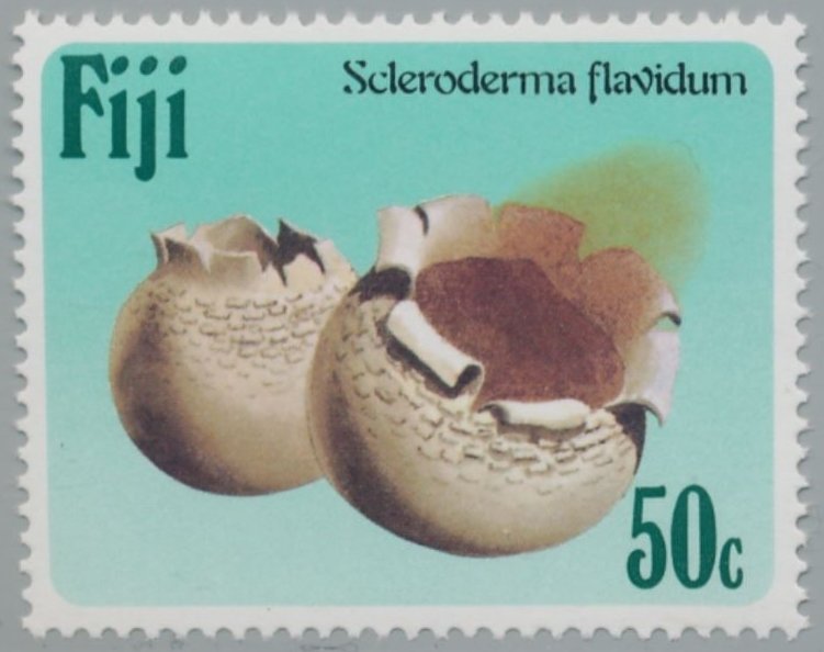 Scleroderma Flavidum