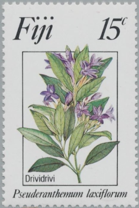 Pseuderanthemum Laxiflorum