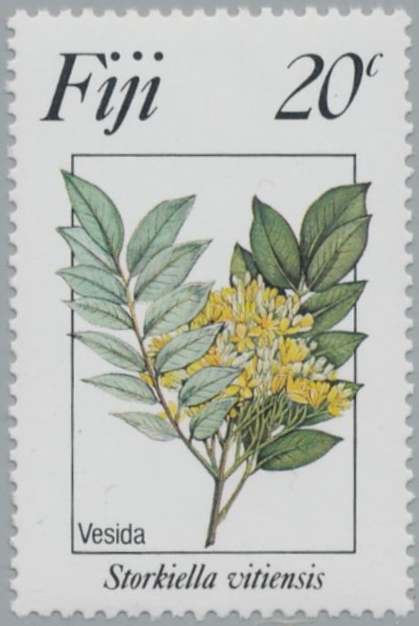 Storklella Vitiensis