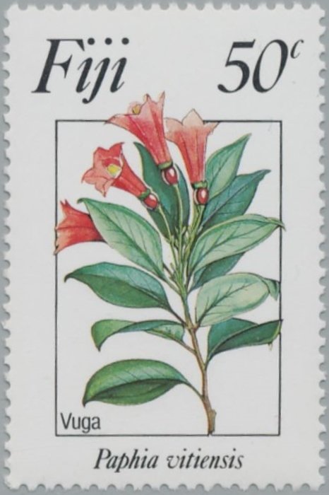 Paphia Vitiensis