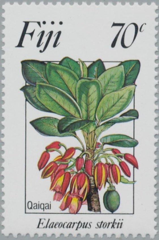 Elaeocarpus Storkii