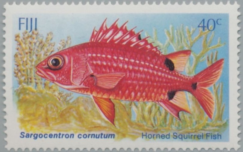 Horned Squirrelfish (Sargocentron cornutum) 