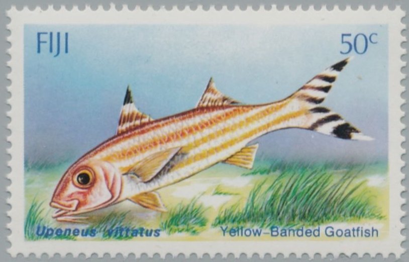 Yellow-banded Goatfish (Upeneus vittatus) 