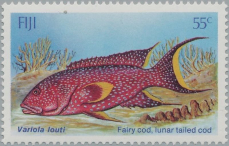 Lunartailed Cod (Variola louti) 