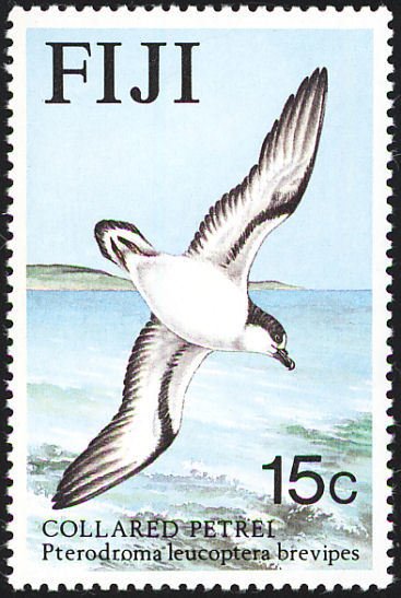 Collared Petrel (Pterodroma leucoptera brevipes) 