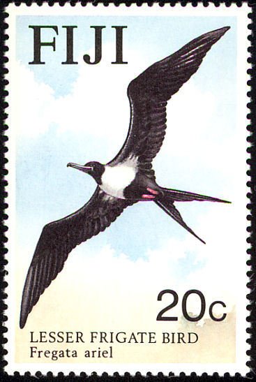 Lesser Frigatebird (Fregata ariel)