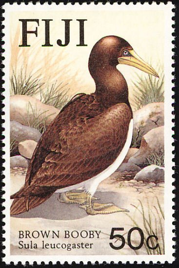 Brown Booby (Sula leucogaster)
