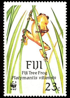 Fiji Tree Frog (Platymantis vitiensis)