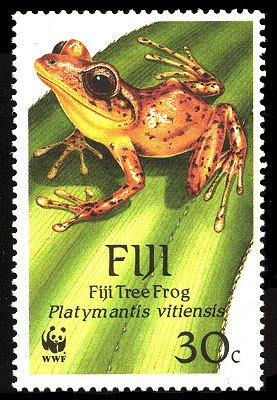 Fiji Tree Frog (Platymantis vitiensis)