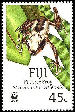 Fiji Tree Frog (Platymantis vitiensis)