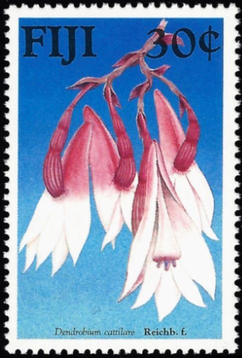 Dendrobium Cattlare