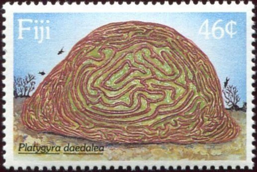 Brain Coral (Platygyra daedalea)
