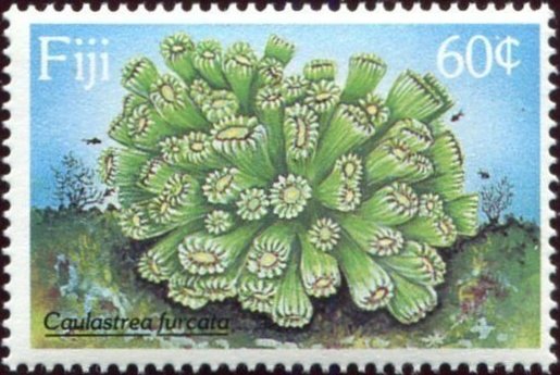 Candy Cane Coral (Caulastrea furcata)