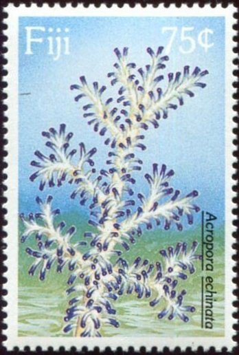 Stony Coral (Acropora echinata)