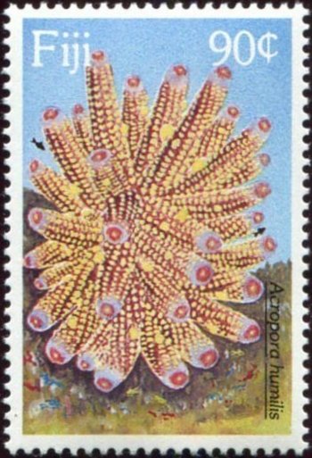 Finger Coral (Acropora humilis)