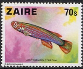Red-striped Killifish (Aphyosemion striatum)