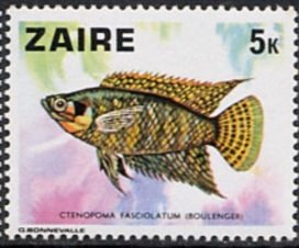 Banded Ctenopoma (Ctenopoma fasciolatum)