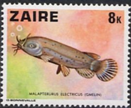 Electric Catfish (Malapterurus electricus)