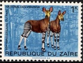 Okapi (Okapia johnstoni)