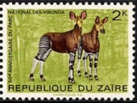 Okapi (Okapia johnstoni)