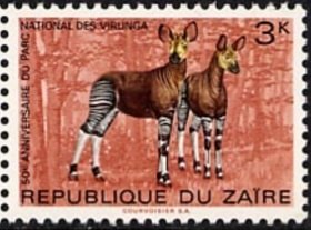 Okapi (Okapia johnstoni)