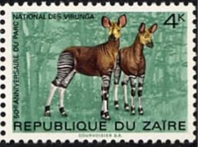 Okapi (Okapia johnstoni)