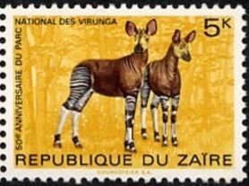 Okapi (Okapia johnstoni)