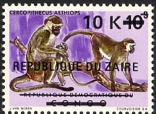 Green Vervet (Cercophitecus aethiops)