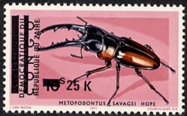 African Red Stag Beetle (Metopodontus savagei)