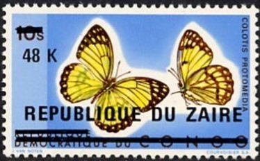 Yellow Splendour (Colotis protomedia)