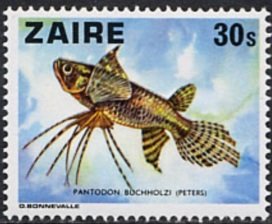 Stamp, African Butterfly Fish (Pantodon buchholzi), Zaire,  , Animals (Fauna), Fishes