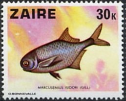 Elephant Fish (Marcusenius isidori)