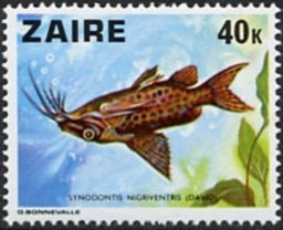 Upside-down Catfish (Synodontis nigriventris)