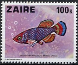 Shaba Nothobranch (Nothobranchius brieni)