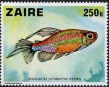 Congo Tetra (Micralestes interruptus)